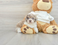 7 week old Poodle Puppy For Sale - Florida Fur Babies