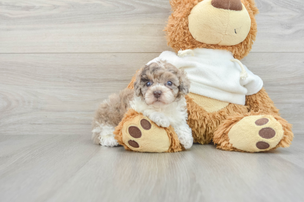 6 week old Poodle Puppy For Sale - Florida Fur Babies