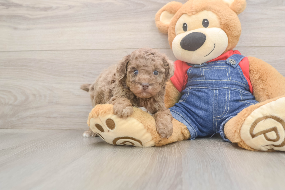 Poodle Pup Being Cute