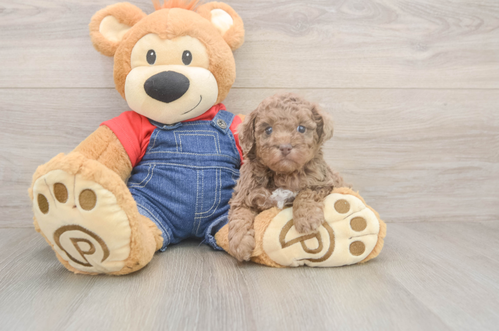 5 week old Poodle Puppy For Sale - Florida Fur Babies