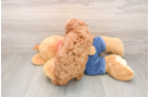 Small Poodle Purebred Pup