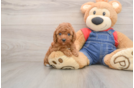 Poodle Puppy for Adoption
