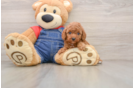 Hypoallergenic Poodle Purebred Pup