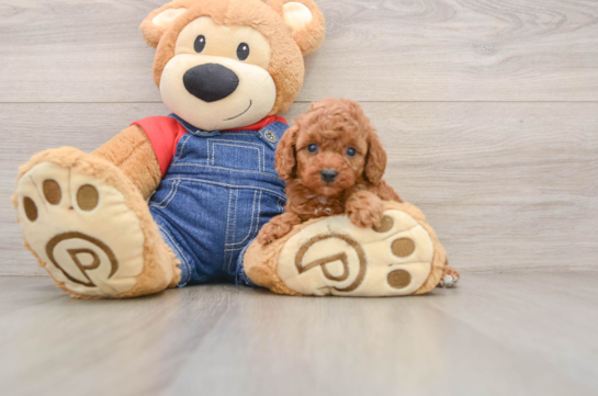Hypoallergenic Poodle Purebred Pup