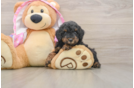 Poodle Pup Being Cute