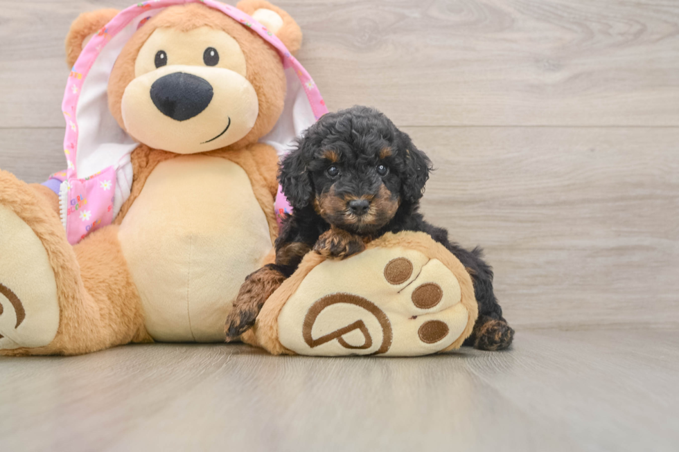 Poodle Pup Being Cute