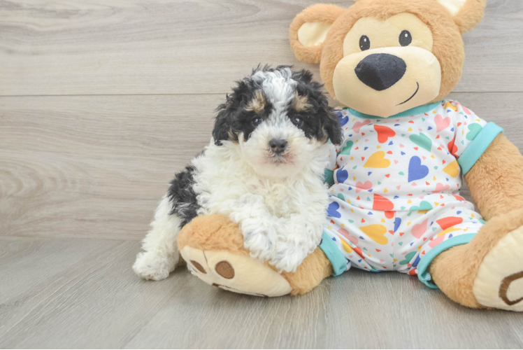 Akc Registered Poodle Baby