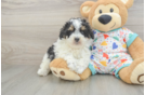 Akc Registered Poodle Baby
