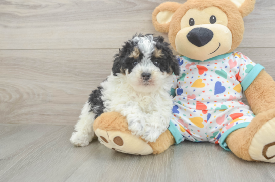 Akc Registered Poodle Baby