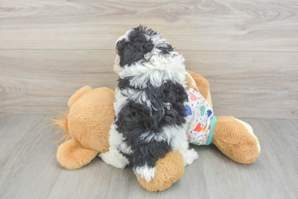 Poodle Pup Being Cute