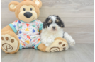 Friendly Poodle Purebred Pup
