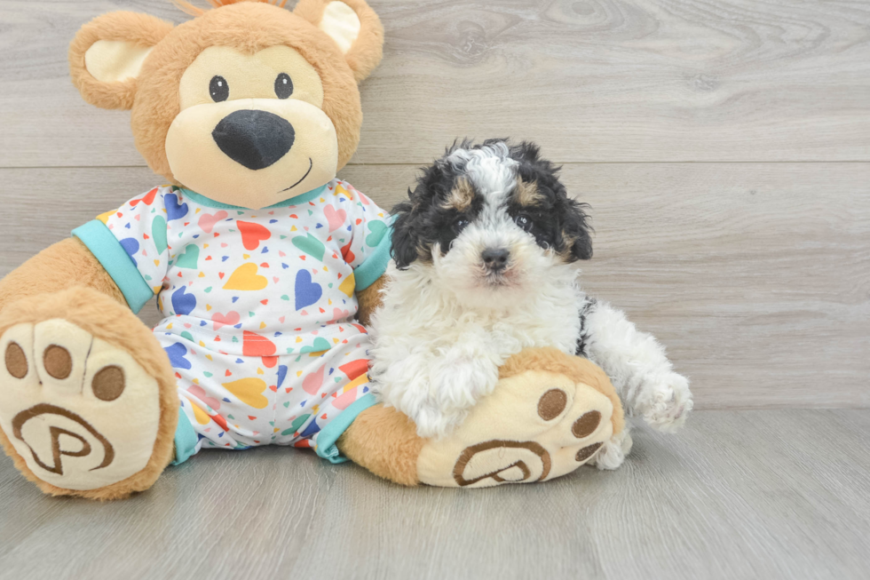 Friendly Poodle Purebred Pup
