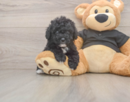 6 week old Poodle Puppy For Sale - Florida Fur Babies