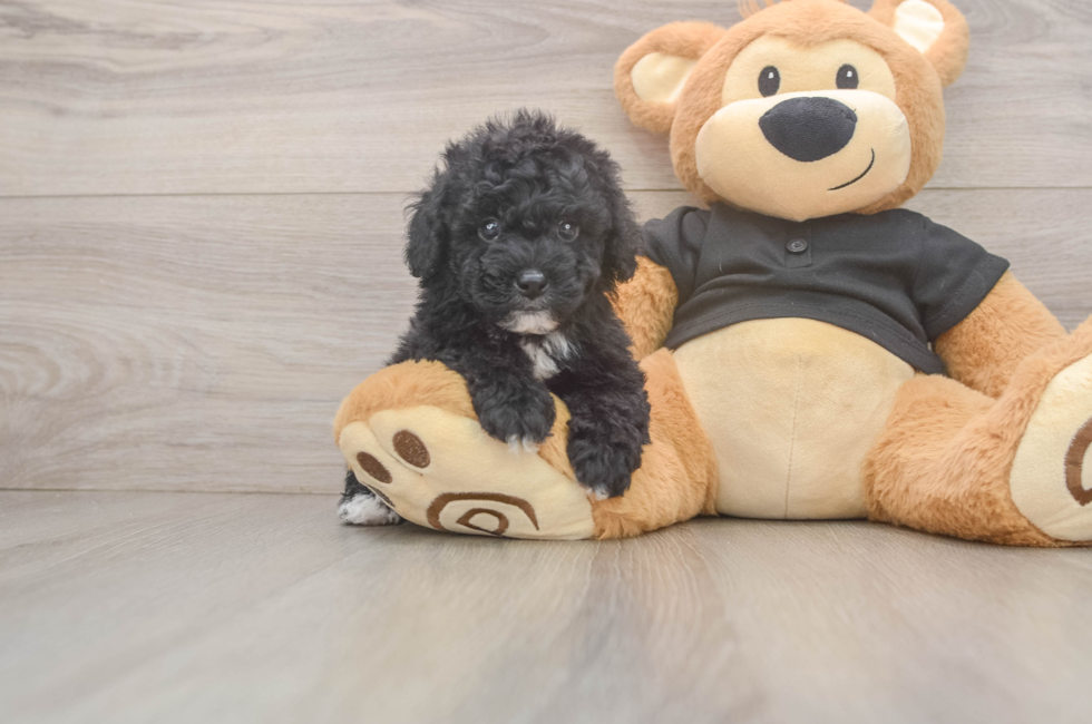 5 week old Poodle Puppy For Sale - Florida Fur Babies