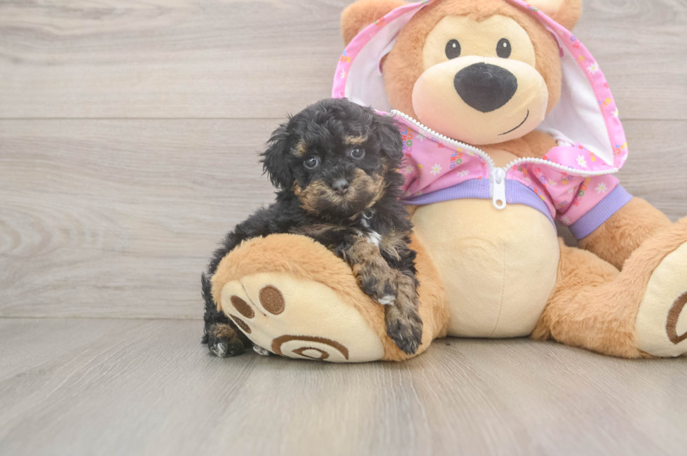 5 week old Poodle Puppy For Sale - Florida Fur Babies