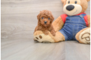 Poodle Puppy for Adoption