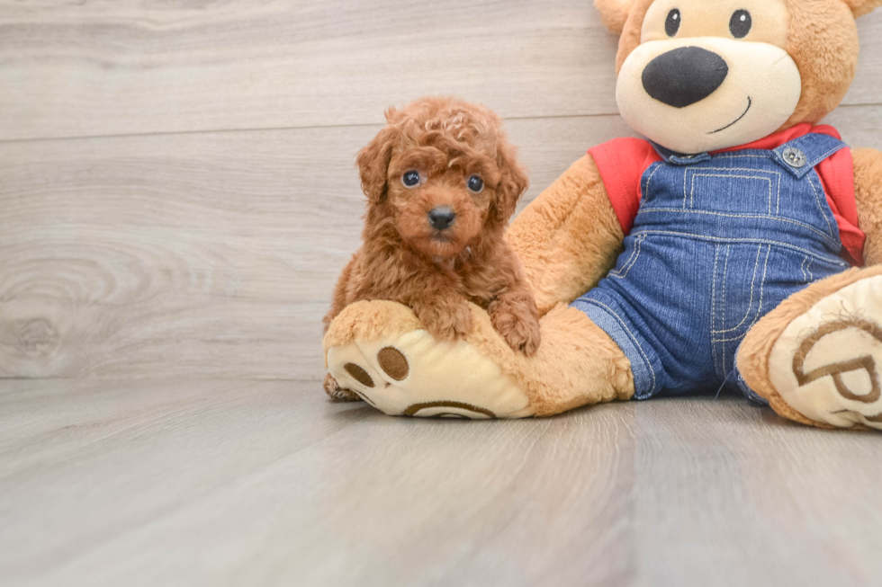 Poodle Puppy for Adoption