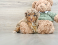 7 week old Poodle Puppy For Sale - Florida Fur Babies