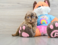 8 week old Poodle Puppy For Sale - Florida Fur Babies