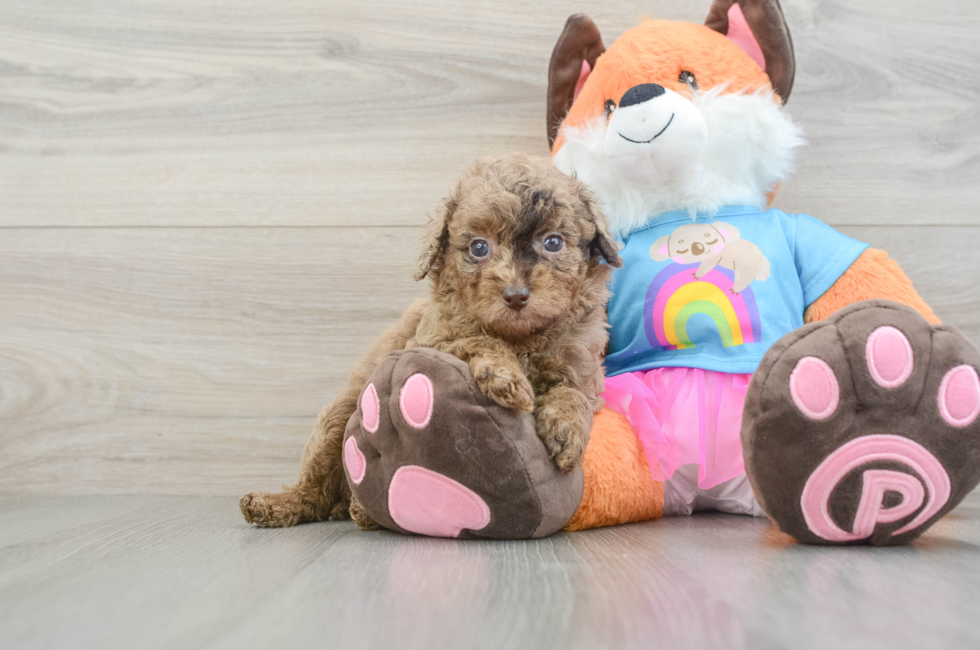 5 week old Poodle Puppy For Sale - Florida Fur Babies