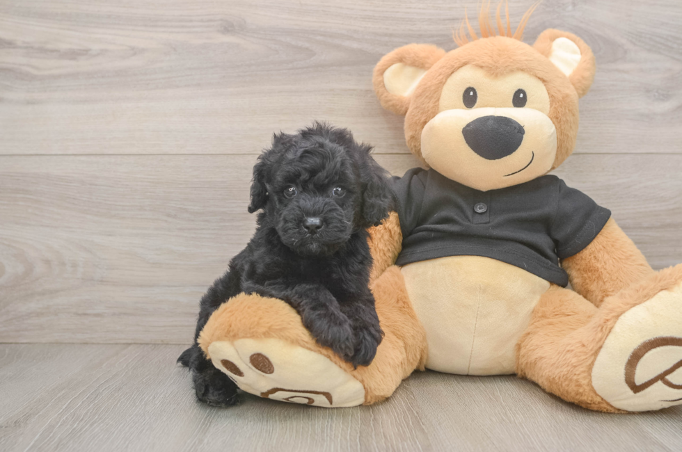 5 week old Poodle Puppy For Sale - Florida Fur Babies