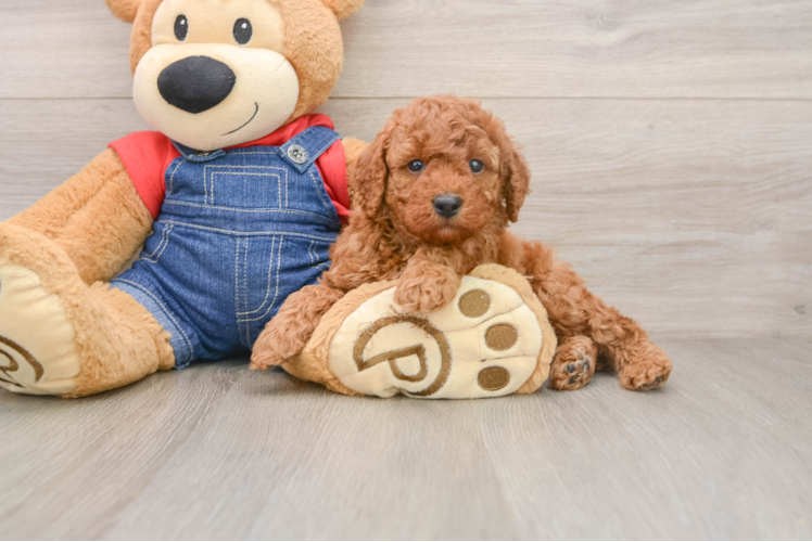 Best Poodle Baby
