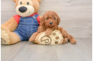 Best Poodle Baby