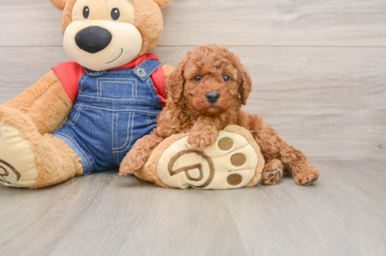 Best Poodle Baby