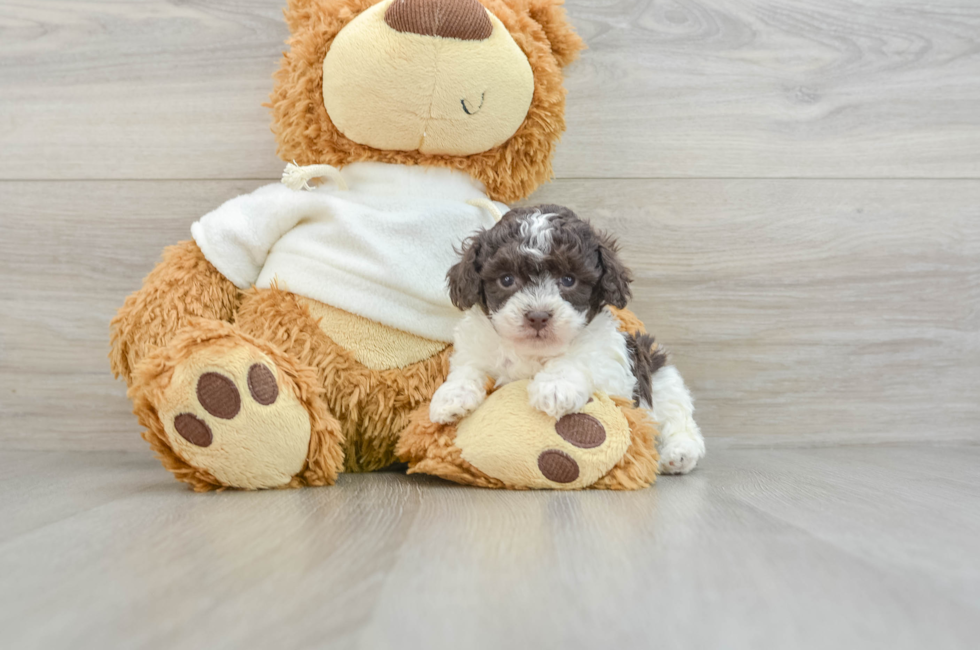 7 week old Poodle Puppy For Sale - Florida Fur Babies