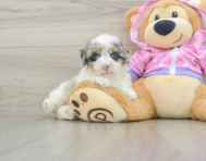 7 week old Poodle Puppy For Sale - Florida Fur Babies