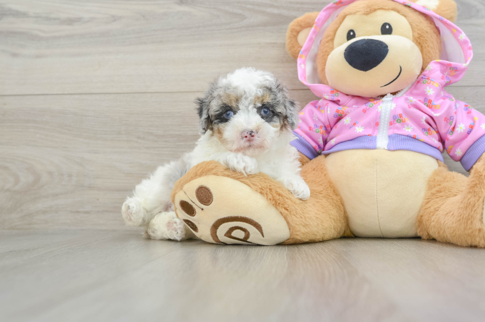 7 week old Poodle Puppy For Sale - Florida Fur Babies