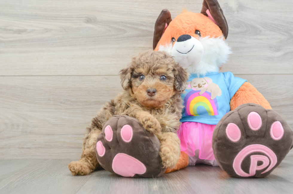5 week old Poodle Puppy For Sale - Florida Fur Babies