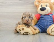 6 week old Poodle Puppy For Sale - Florida Fur Babies