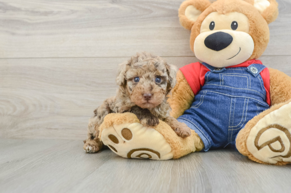 6 week old Poodle Puppy For Sale - Florida Fur Babies