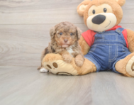 9 week old Poodle Puppy For Sale - Florida Fur Babies