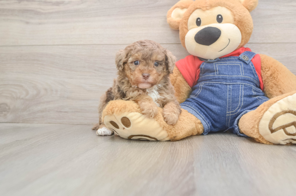 5 week old Poodle Puppy For Sale - Florida Fur Babies