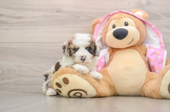 Popular Poodle Purebred Pup