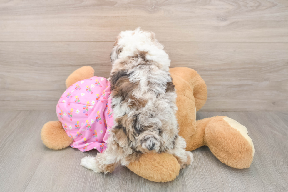 Friendly Poodle Purebred Pup