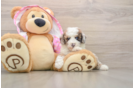 Adorable Caniche Purebred Puppy
