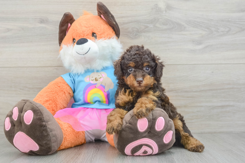 5 week old Poodle Puppy For Sale - Florida Fur Babies
