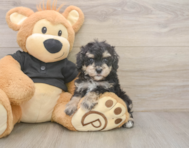 6 week old Poodle Puppy For Sale - Florida Fur Babies