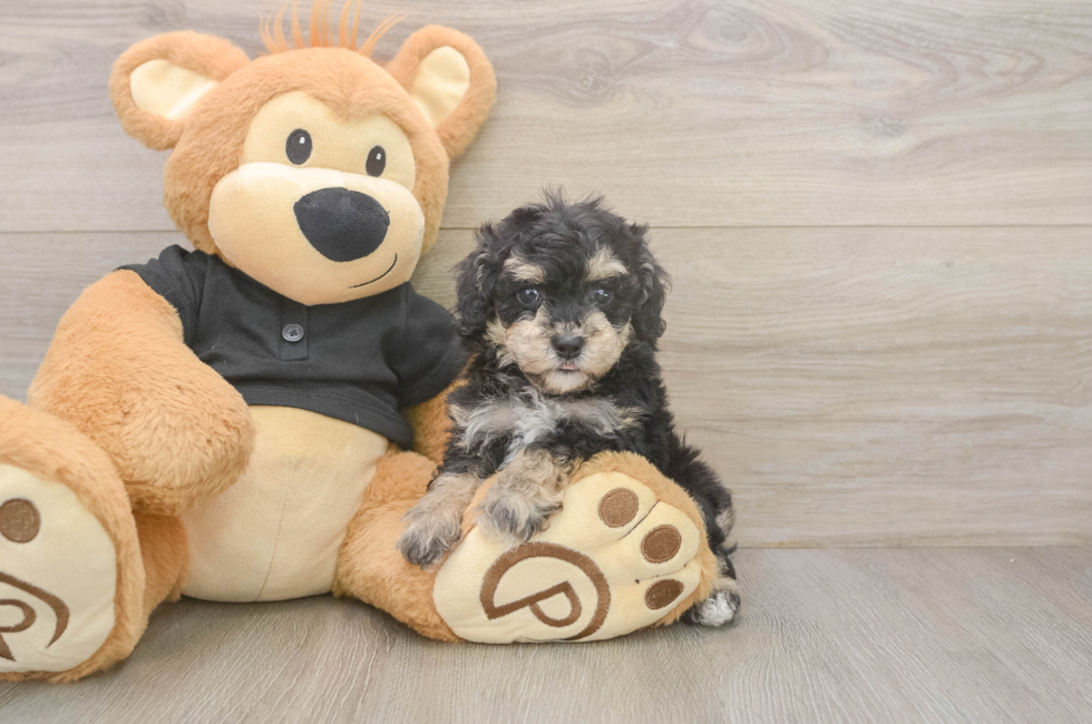 5 week old Poodle Puppy For Sale - Florida Fur Babies