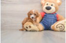 Poodle Pup Being Cute