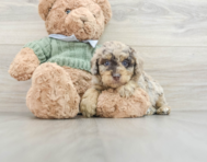 7 week old Poodle Puppy For Sale - Florida Fur Babies