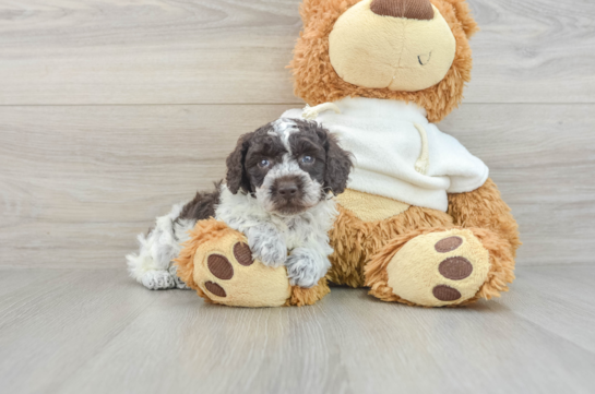 Playful Poodle Purebred Pup