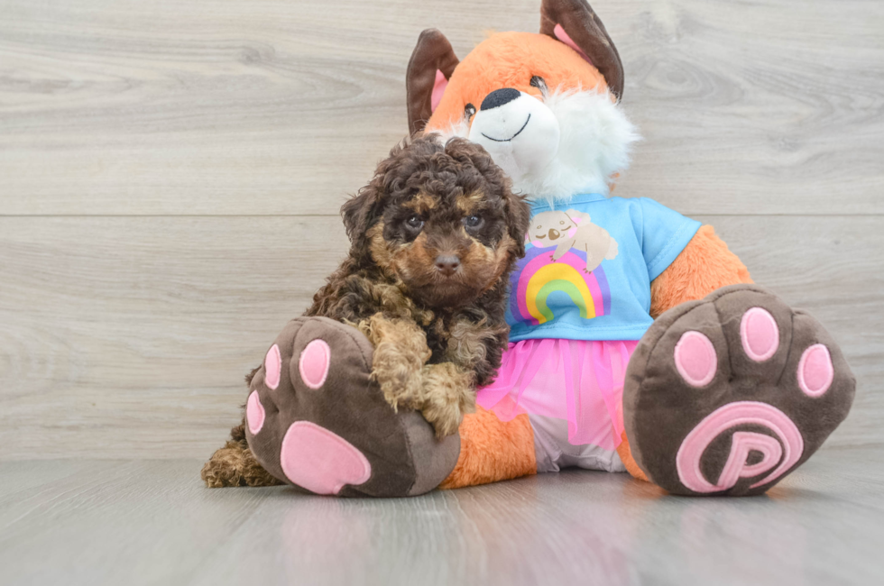 5 week old Poodle Puppy For Sale - Florida Fur Babies