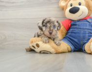 6 week old Poodle Puppy For Sale - Florida Fur Babies