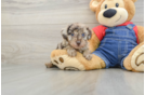 Poodle Pup Being Cute