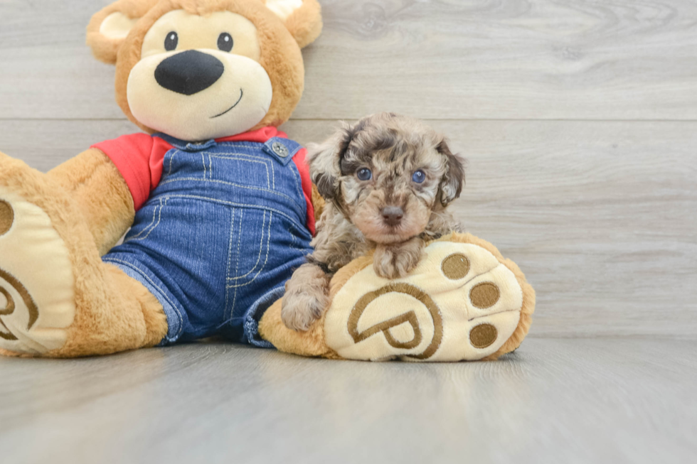 Poodle Puppy for Adoption