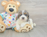 8 week old Poodle Puppy For Sale - Florida Fur Babies